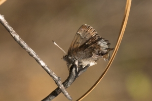 2015_03_10 - Elfin, Frosted (4)-web