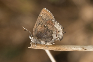 2015_03_10 - Elfin, Frosted (8)-web