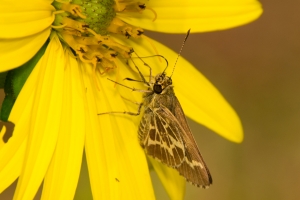 NABA-EKP_2014-05-24 - Roadside-Skipper, Lace-winged (4)