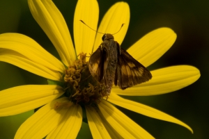 Byssus Skipper (F)