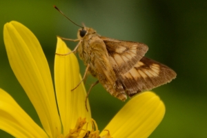 Byssus Skipper (F)