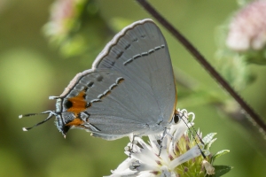 NABA-Taylor_2015_09_20 - BBWM-HickoryMoundCount, Hairstreak, Gray_a-webpage