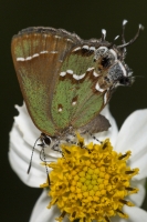 NABA-Taylor_2015_09_20 - BBWM-HickoryMoundCount, Hairstreak, Juniper (2)_a-webpage