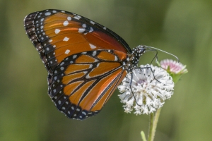 NABA-Taylor_2015_09_20 - BBWM-HickoryMoundCount, Queen_a-websized
