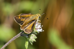NABA-Taylor_2015_09_20 - BBWM-HickoryMoundCount, Skipper, Broken Dash, Southern (1)_a
