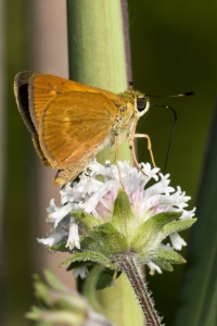 NABA-Taylor_2015_09_20 - BBWM-HickoryMoundCount, Skipper, Broken Dash, Southern (2)_a
