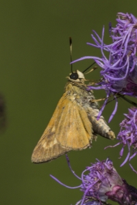 Byssus Skipper 