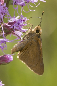 Byssus Skipper 