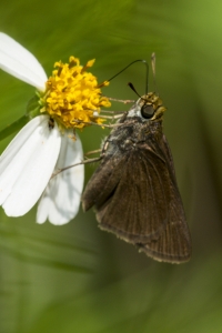 NABA-Taylor_2015_09_20 - BBWM-HickoryMoundCount, Skipper, Dun (2)_a