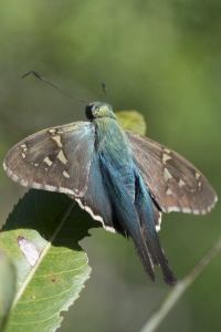 NABA-Taylor_2015_09_20 - BBWM-HickoryMoundCount, Skipper, Long-Tailed_a
