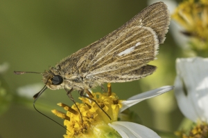 NABA-Taylor_2015_09_20 - BBWM-HickoryMoundCount, Skipper, Salt Marsh (7)_a_a