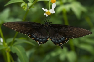 NABA-Taylor_2015_09_20 - BBWM-HickoryMoundCount, Swallowtail, Eastern Tiger (F black form)_a