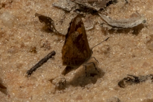 NABA-Torreya_2014-05-03 - Harvester (3)-websized