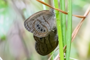 NABA_ALFieldTrip_2018_08_18 - Satyr, Mitchell's mating NEF (1)-Fullsized-websized