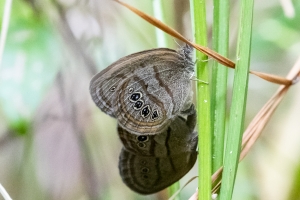 NABA_ALFieldTrip_2018_08_18 - Satyr, Mitchell's mating NEF (3)-Fullsized-websized
