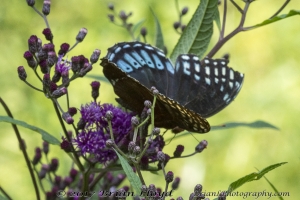NABA_ALFieldTrip_2018_08_19 - Fritillary, Diana (1)-Fullsized