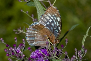 Diana Fritilliary