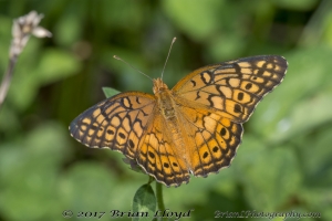 NABA_ALFieldTrip_2018_08_19 - Fritillary, Gt Spangled (14)-Fullsized