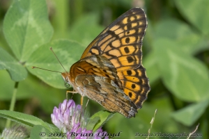 NABA_ALFieldTrip_2018_08_19 - Fritillary, Gt Spangled (15)-Fullsized_2
