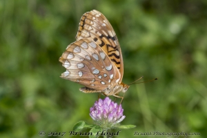 NABA_ALFieldTrip_2018_08_19 - Fritillary, Gt Spangled (24)-Fullsized_2