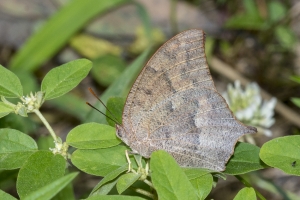 NABA_ALFieldTrip_2018_08_19 - Leafwing, Goatweed (3)-Fullsized-websized