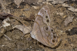 NABA_ALFieldTrip_2018_08_19 - Pearly-eye, Northern (4)-Fullsized