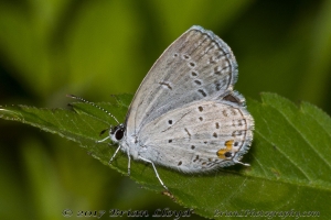 NABA_ALFieldTrip_2018_08_20 - Blue, Eastern-tailed (2)-websized_3