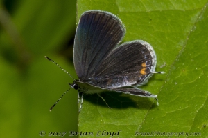 NABA_ALFieldTrip_2018_08_20 - Blue, Eastern-tailed (5)-websized_3