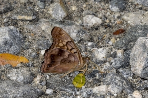 NABA_ALFieldTrip_2018_08_20 - Emperor, Tawny (2)-websized