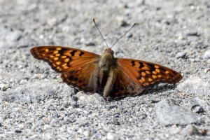NABA_ALFieldTrip_2018_08_20 - Emperor, Tawny (7)-websized