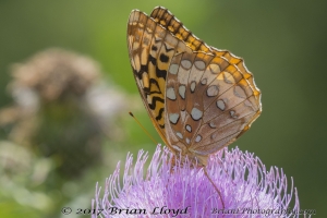 Great Spangled Fritillary