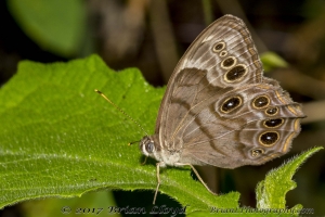 Northern Pearly-eye