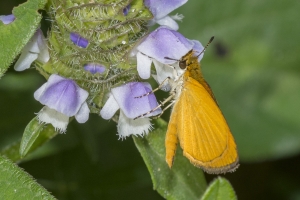 NABA_ALFieldTrip_2018_08_20 - Skipper, Least (12)-websized