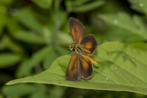 NABA_ALFieldTrip_2018_08_20 - Skipper, Least (5)-websized