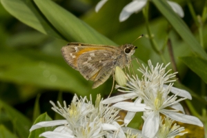Skipper, Sachem (F)