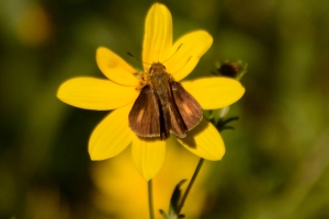 NABA_ARWEA_Count_2014-10-10 - Skipper, Dion (2)c