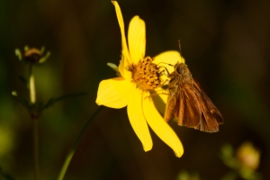 NABA_ARWEA_Count_2014-10-10 - Skipper, Dion (3)c