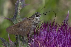 NABA_Hosford_SR379-2017_04_02 - Skipper, Brazilian (5)-Fullsized-websized