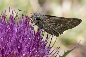 Tropical Skippers