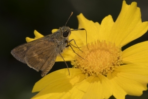 NABA_Hosford_SR379-2017_04_02 - Skipper, Southern Broken-Dash (1)-Fullsized