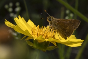 NABA_Hosford_SR379-2017_04_02 - Skipper, Southern Broken-Dash (3)-Fullsized