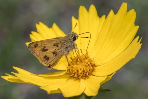 Skipper, Whirlabout, M
