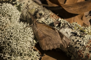 NABA_TorreyaPk_2015_03_08 - American Snout (2)