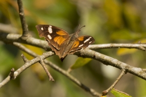NABA_TorreyaPk_2015_03_08 - American Snout (3)_2-websized
