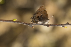 NABA_TorreyaPk_2015_03_08 - Elphin, Henry's (1)-web