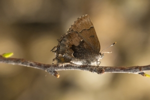 NABA_TorreyaPk_2015_03_08 - Elphin, Henry's (2)-web