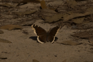 NABA_TorreyaPk_Camping Area, around site 9-11_2015_03_08 - Mourning Cloak (5)