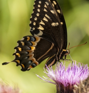 NANPA HickoryMnd_2015_04_08 - Swallowtail, Palamedes (1)