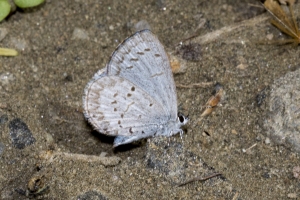 NC_NABA_Trip_2018_04_14 - Blue, Azure (5)-Fullsized