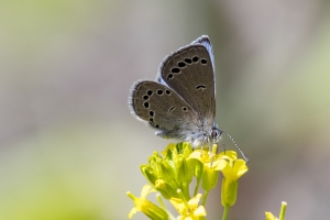 NC_NABA_Trip_2018_04_14 - Blue, Silvery (1)-Fullsized-websized